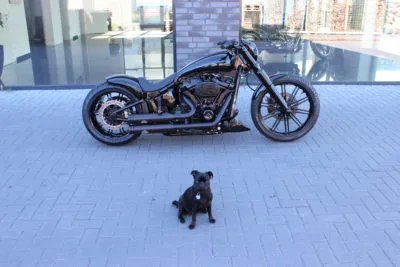 Custom/Streched-Tank, Softail Breakout 114" 2018 - 2022 - Image 5
